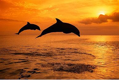 赵喜娜成龙新作《狂怒沙暴》预告 年末上映